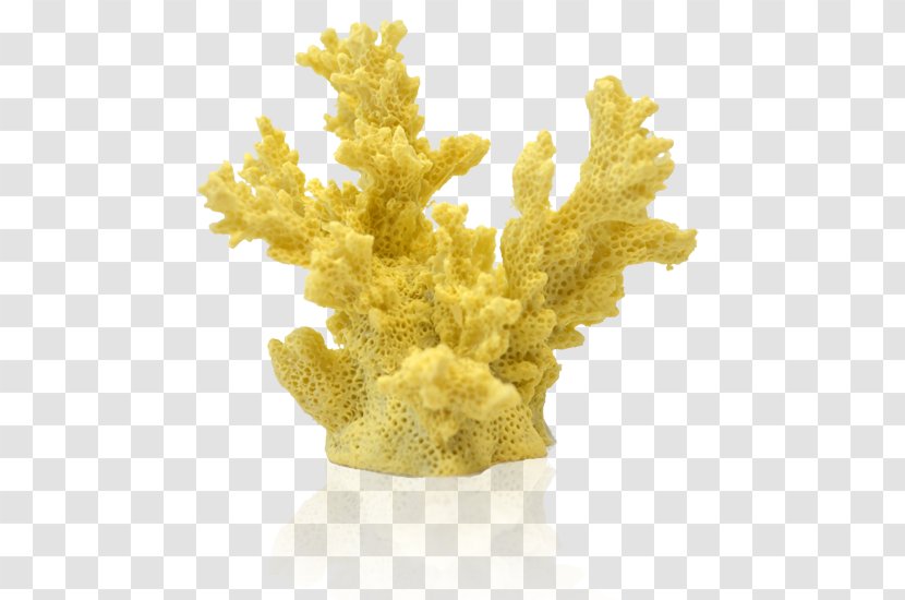 Reef Aquarium Coral Animal - Fish Transparent PNG