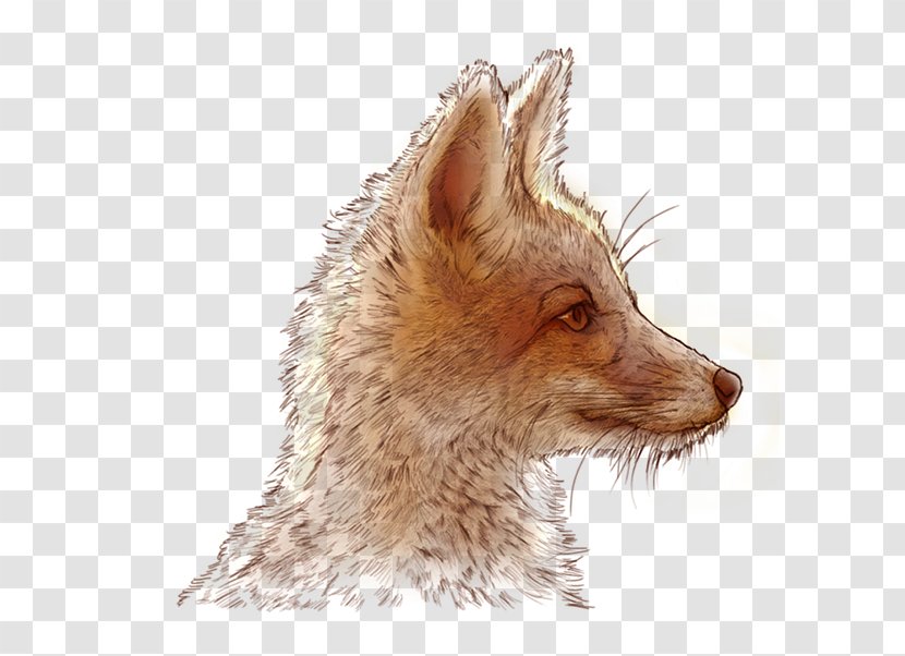 Red Fox Whiskers Fur Jackal Fauna - Snout - Illustration Little Prince Transparent PNG