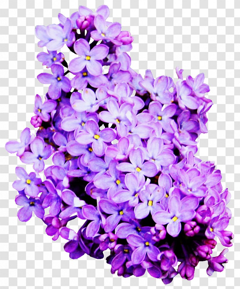 Flower Lavender Color - Flor Transparent PNG