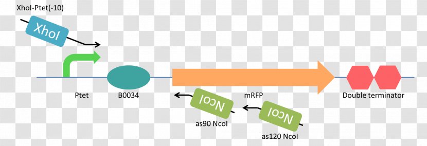 XhoI Restriction Enzyme Antisense RNA Site Nucleic Acid - Organization - Pylis Downstream Sequence Transparent PNG