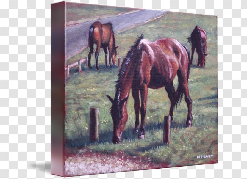 Mare New Forest Pony Stallion Painting - Canvas Print Transparent PNG