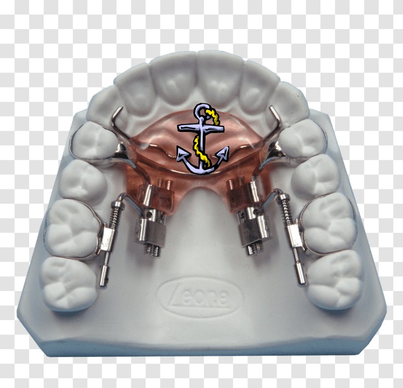 Jaw - Medical Transparent PNG