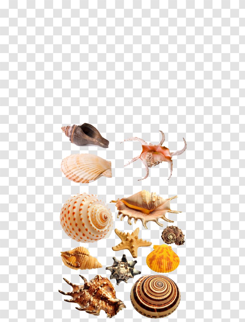 Seashell Clip Art - Marine - Conch Shell Material Transparent PNG