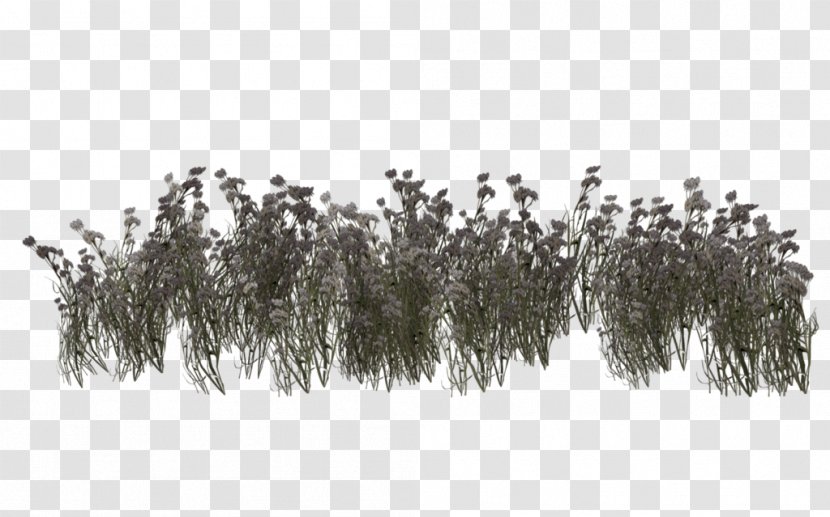 Grassland Vegetation Meadow - Shrub - Visualization Transparent PNG