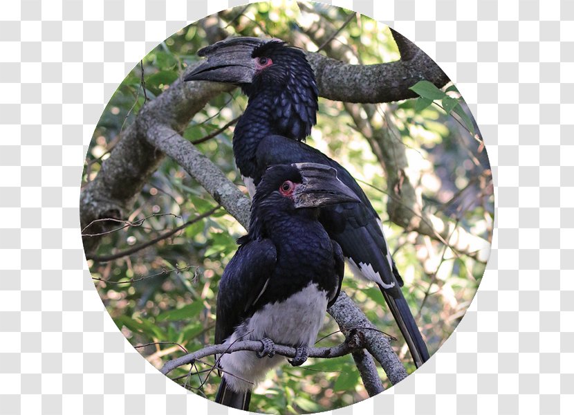 Krantzkloof Nature Reserve Bird Fauna Flora Martial Eagle - Beak - Red Mangrove Transparent PNG