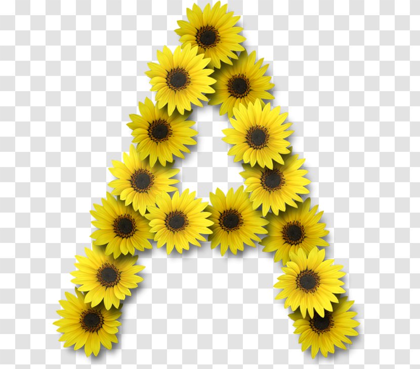 Common Sunflower Alphabet Lettering - Seed - Flower Transparent PNG