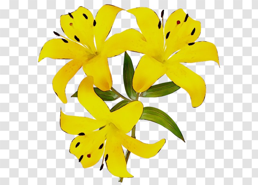 Flower Bouquet Clip Art Yellow - Petal - Tiger Lily Transparent PNG