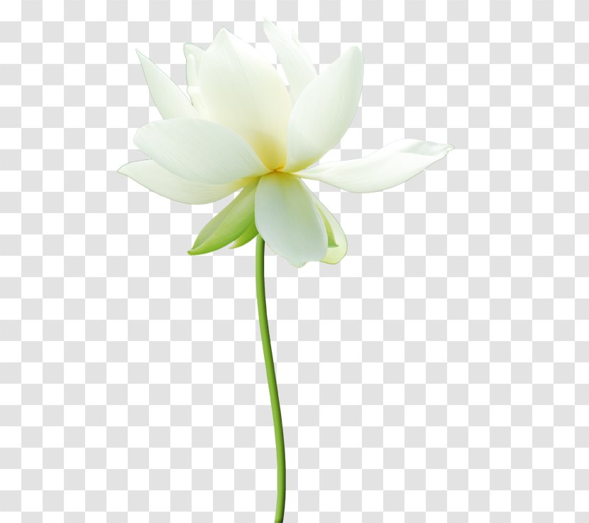Sacred Lotus Adobe Photoshop Design RGB Color Model - White - Flower Transparent PNG