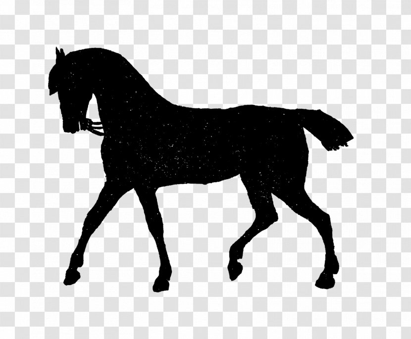 Mustang Stallion Foal Pony Colt - English Riding - Avoid Picking Silhouettes Transparent PNG