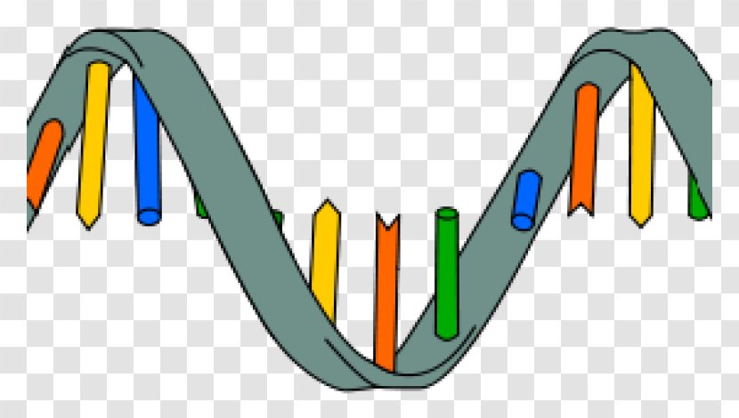 DNA RNA Biomolecular Structure Transcription Nucleic Acid - Costa Pacifica Live Transparent PNG