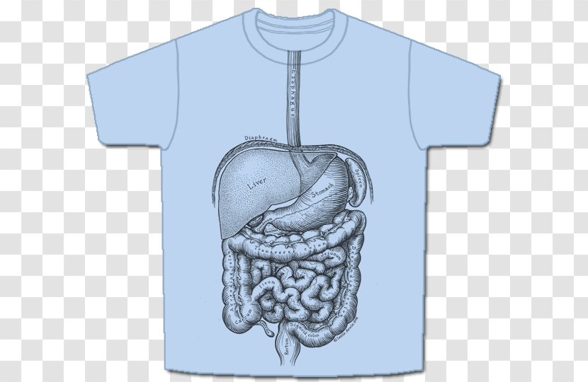T-shirt Anatomy Human Digestive System - Cartoon Transparent PNG
