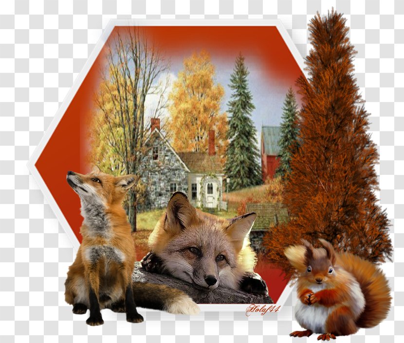 Red Fox Mon Guide De La Nature Fauna Fur - Carnivoran Transparent PNG