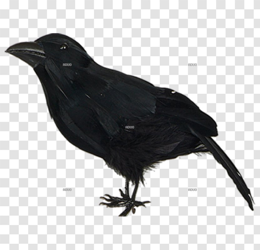 American Crow Hooded New Caledonian Bird Raven - Common Transparent PNG