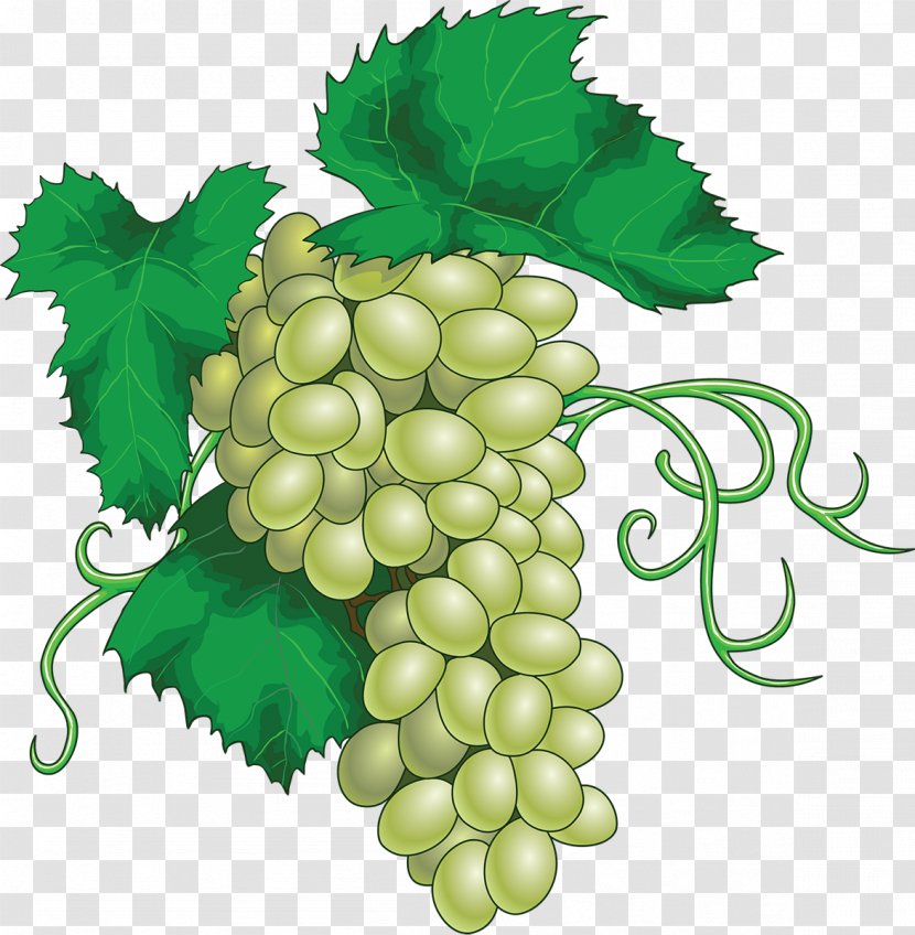 Wine Grape Leaves Juice Riesling - Seedless Fruit - Grapes Transparent PNG