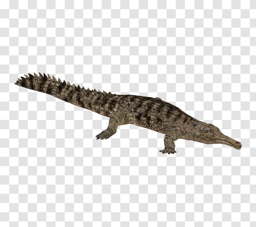 Crocodile False Gharial Alligator Gavialidae - Crocodiles - Chameleon Transparent PNG