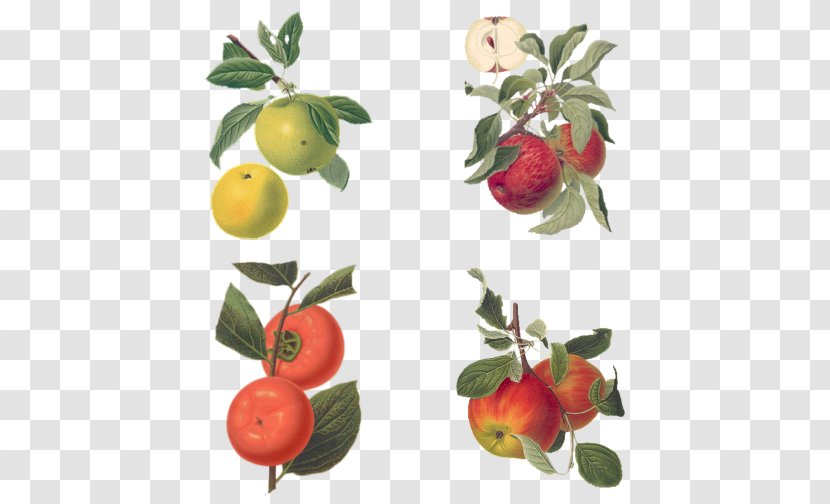 Barbados Cherry Botany Botanical Illustration Drawing Apple - Food Transparent PNG