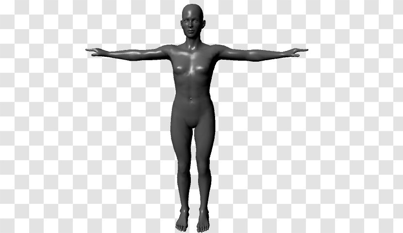 Human Body Homo Sapiens Anatomy 3D Computer Graphics Physiology - Proportions - Full Transparent PNG