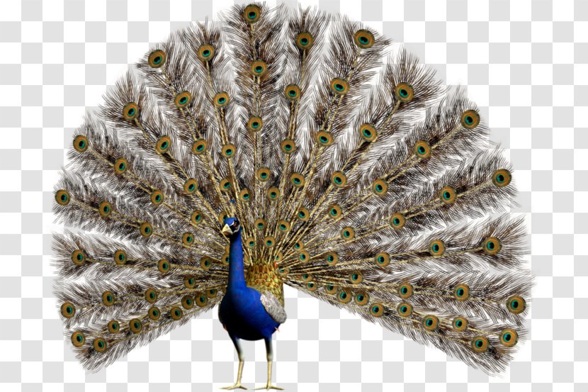 Bird Pavo Asiatic Peafowl Clip Art - Feather Transparent PNG