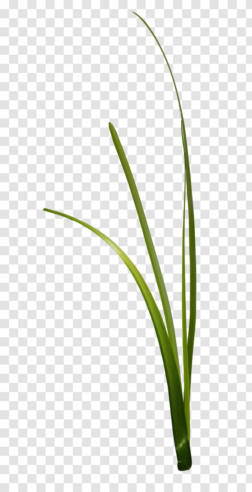 Creativity - Plant - Cartoon Grass Transparent PNG