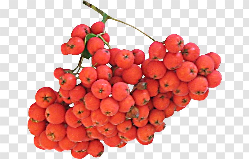 Image Fruit Autumn Download - Berries - Food Transparent PNG