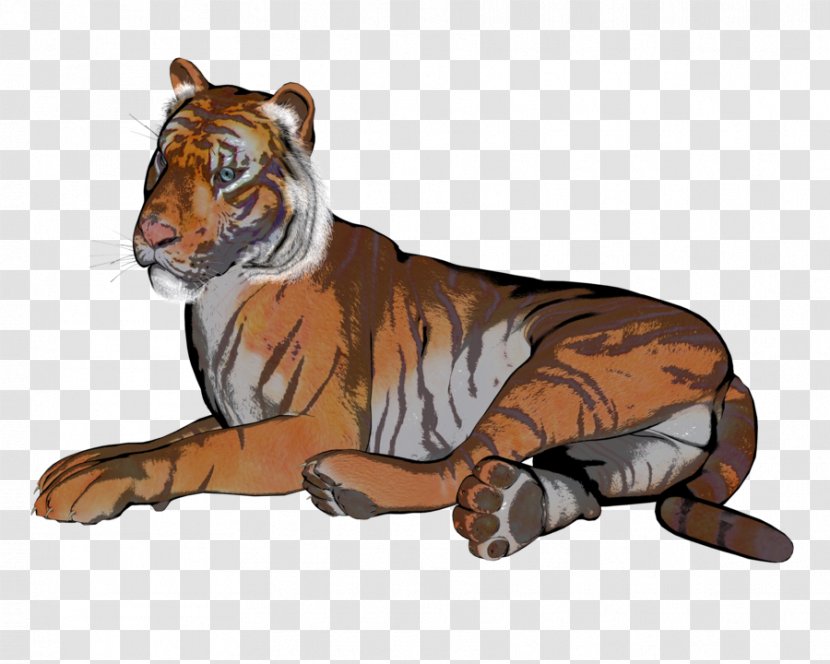 Tiger Lion Drawing Illustration Whiskers - Bengal Transparent PNG