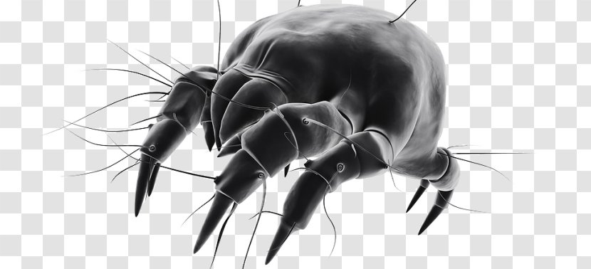House Dust Mites Cockroach Pest - Cartoon Transparent PNG