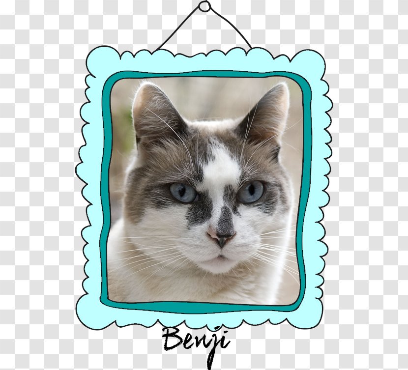 Whiskers Aegean Cat Kitten Domestic Short-haired Paw - Norman Disney Young - Rainbow Bridge Transparent PNG