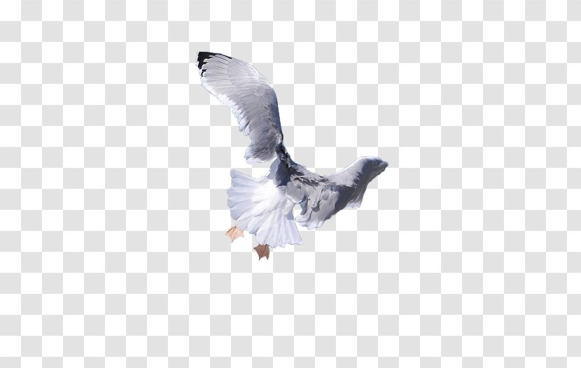 Pigeons And Doves Download Image Computer File - Charadriiformes - Par De Aves Transparent PNG