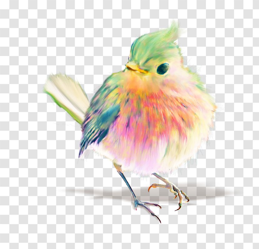 Bird Watercolor Painting Drawing Pastel - Beak Transparent PNG