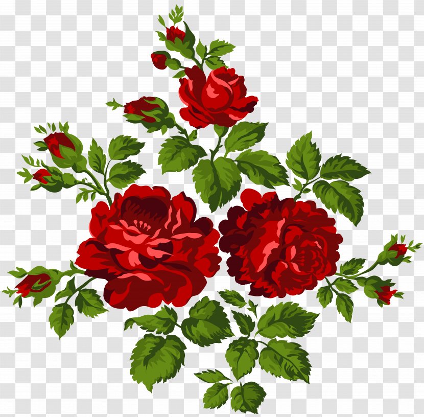 Garden Roses Centifolia Clip Art - Floral Design - Vintage Image Transparent PNG
