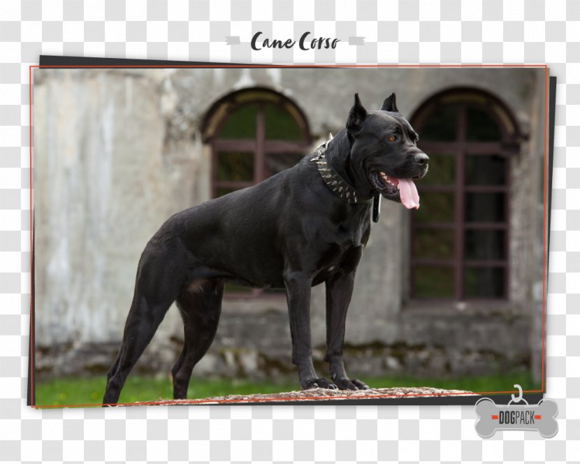 Cane Corso English Mastiff Stock Photography Portrait - Bullmastiff Transparent PNG