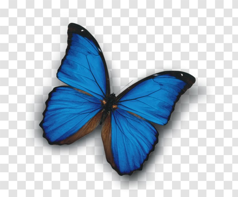 White Magic Приворот Monarch Butterfly Tugulymsky - Blue Transparent PNG