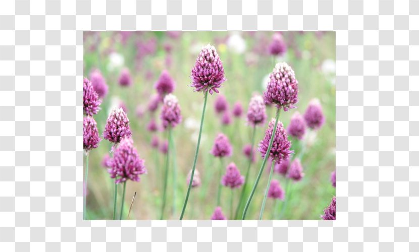 English Lavender Chives Subshrub Annual Plant - Purple - Bulb Onion Transparent PNG