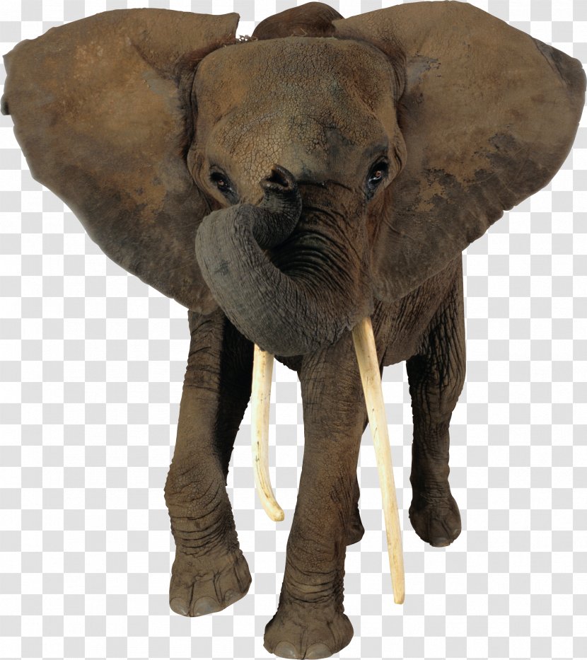African Elephant Indian Animal - Snout Transparent PNG