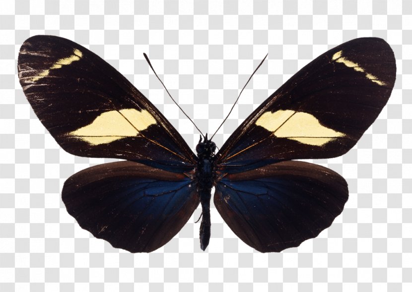 Butterfly Insect Old World Swallowtail Image Illustration - Wing Transparent PNG