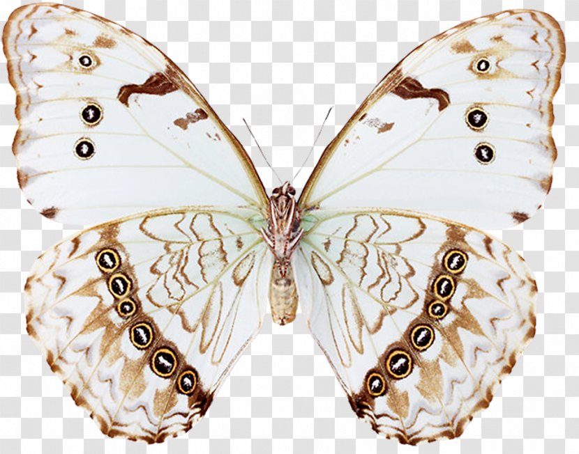 Brush-footed Butterflies Butterfly Insect Pieridae Blood-red Glider - Moth Transparent PNG