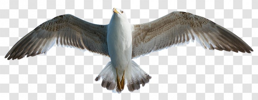 European Herring Gull Gulls Bird Photography - Animal Figure - Seagulls Flying Transparent PNG