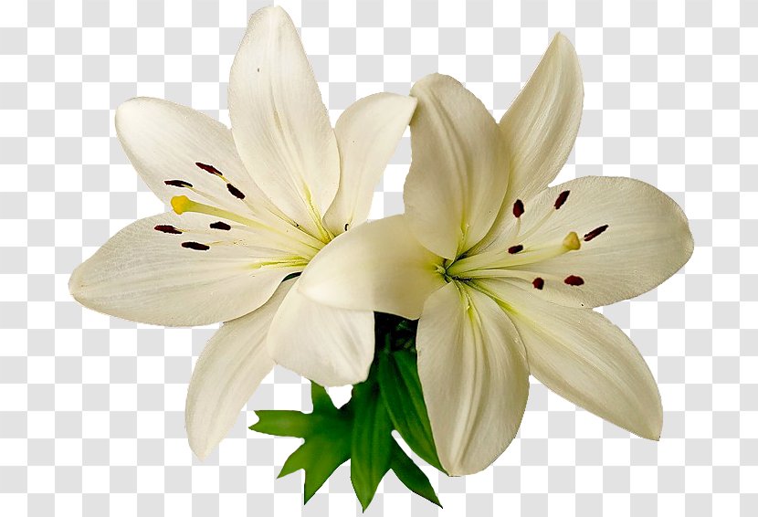 White Lily Flower - Bee - Wildflower Stargazer Transparent PNG
