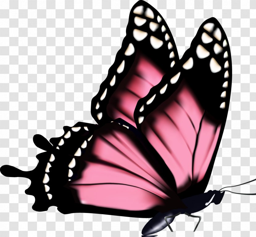 Magnolia Flower Royalty-free Drawing - Monarch Butterfly Transparent PNG