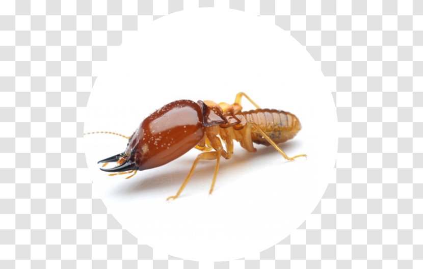 Ant Cockroach Termite Mosquito Pest Control Transparent PNG