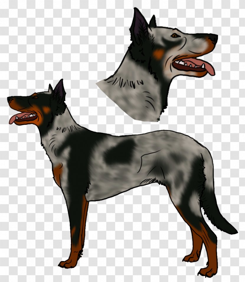 Ormskirk Terrier Beauceron Australian Kelpie Dog Breed Bootleg Recording - Like Mammal - Agility Transparent PNG