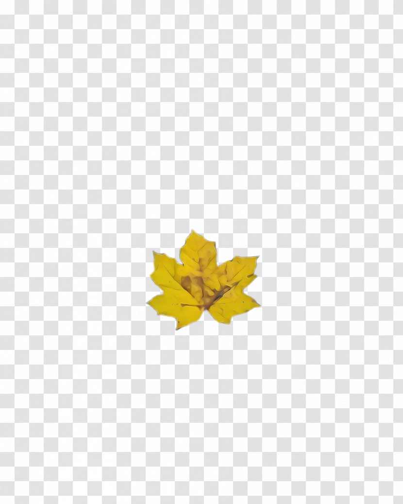 Maple Leaf - Woody Plant Transparent PNG