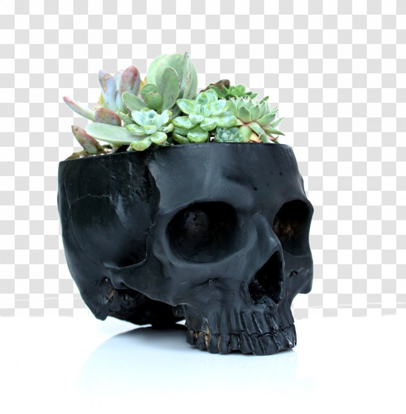 Succulent Plant Cactaceae Flowerpot Skull - Ceramic - Cactus Transparent PNG