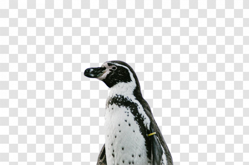 Penguins Birds Flightless Bird Beak Science Transparent PNG