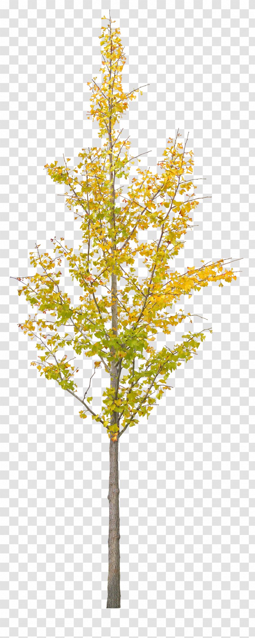 Ginkgo Biloba Tree - Conifer - A Transparent PNG