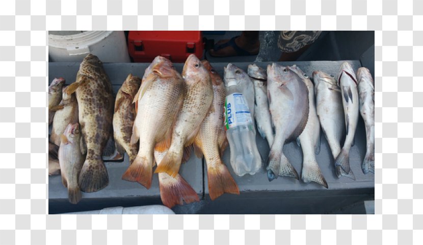 Fishingkaki Fishing Rods Fish Products - Iron Man - Saturday Nights Transparent PNG
