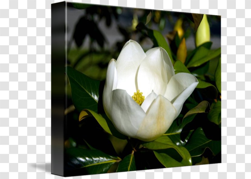 Gardenia Flowering Plant Magnoliaceae - Seed - Magnolia Transparent PNG