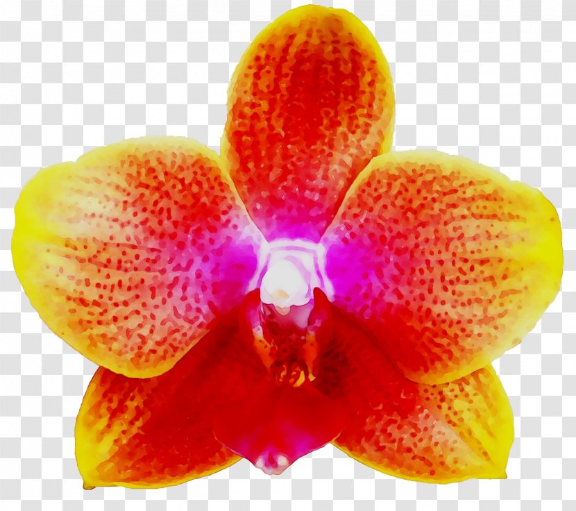 Moth Orchids Cattleya Close-up Orange S.A. - Of The Philippines Transparent PNG
