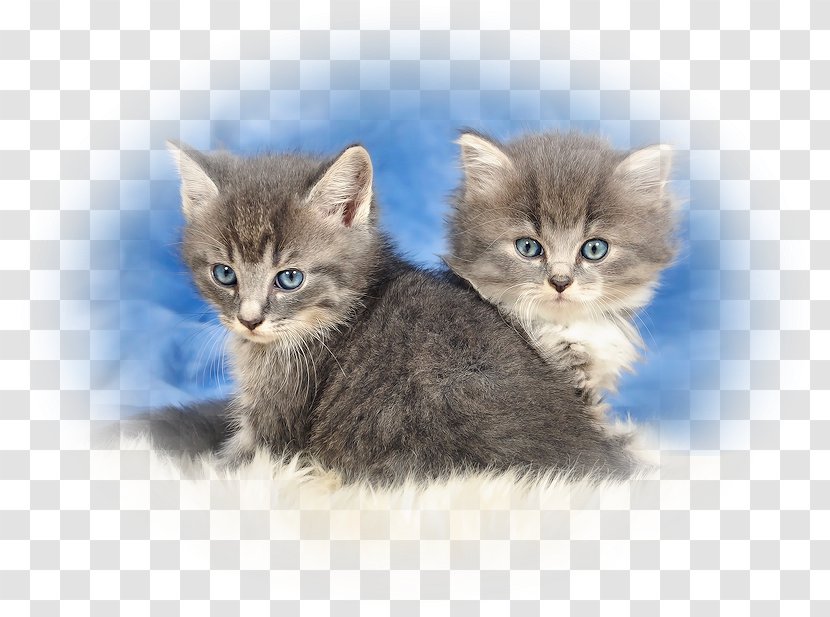 Ragamuffin Cat Domestic Long-haired Short-haired Whiskers - Siberian - Floral Patterns Transparent PNG