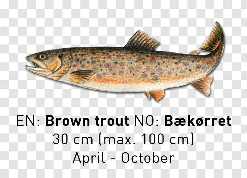 Sardine Salmon Cutthroat Trout Fish Products - Herring - Family Transparent PNG
